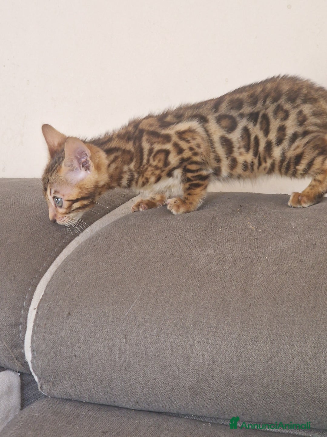 Bengala gatti in vendita: Gatto Bengala  - Annuncio 6