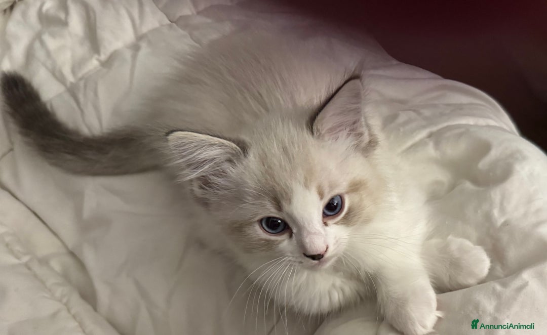 Ragdoll gatti in vendita: Ragdoll cucciolo  a Provincia di Varese - Immagine 4