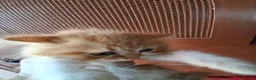 Persiano gatti in vendita: Simil Persiani  a Città metropolitana di Roma Capitale - Annuncio 5