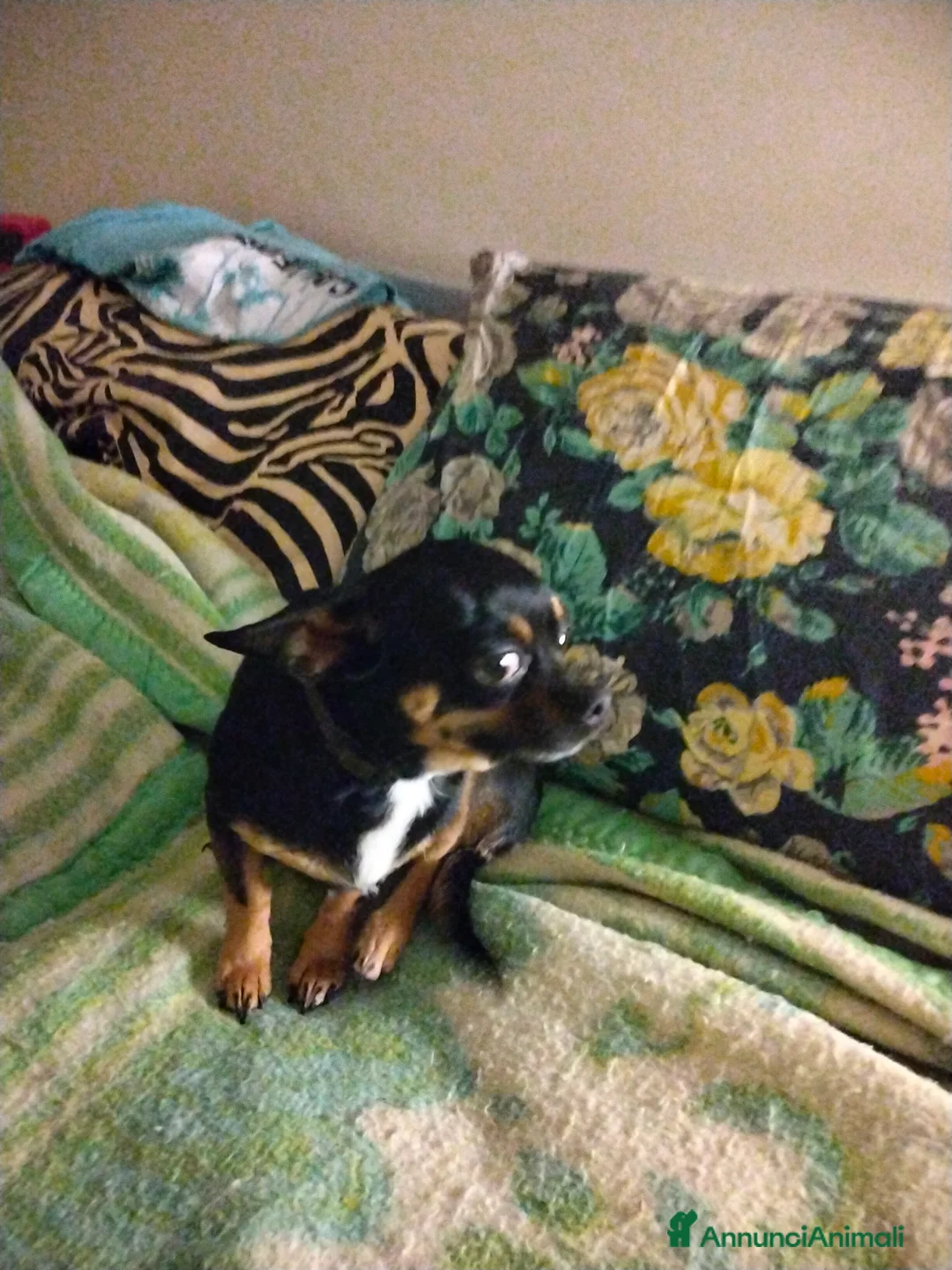 Chihuahua cani per accoppiamento: Anima bellissima chihuahua di 2 kg - Annuncio 6