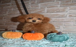 Barboncino Toy cani in vendita: Barboncino Toy - Immagine 2