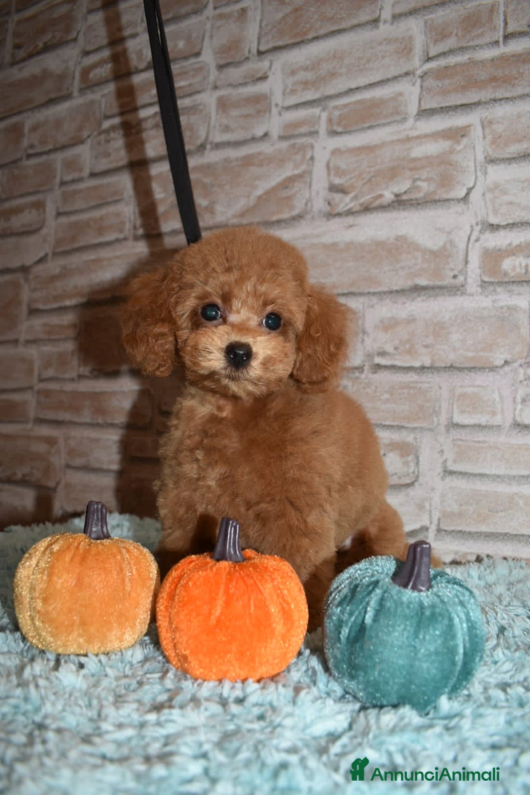 Barboncino Toy cani in vendita: Barboncino Toy - Immagine 2