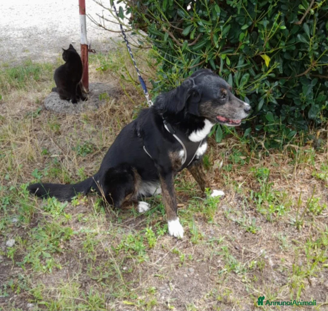 Meticcio cani in regalo: Loky 13ANNI A FINE MESE FINE STALLO! MILANO HELP - Annuncio 7