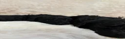 Barboncino cani in vendita: Barboncininnani neri - Annuncio 6