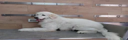 Pastore Abbruzzese Maremmano cani in vendita: Femminuccia di Maremmano Abruzzese con pedigree a Provincia di Grosseto - Annuncio 4