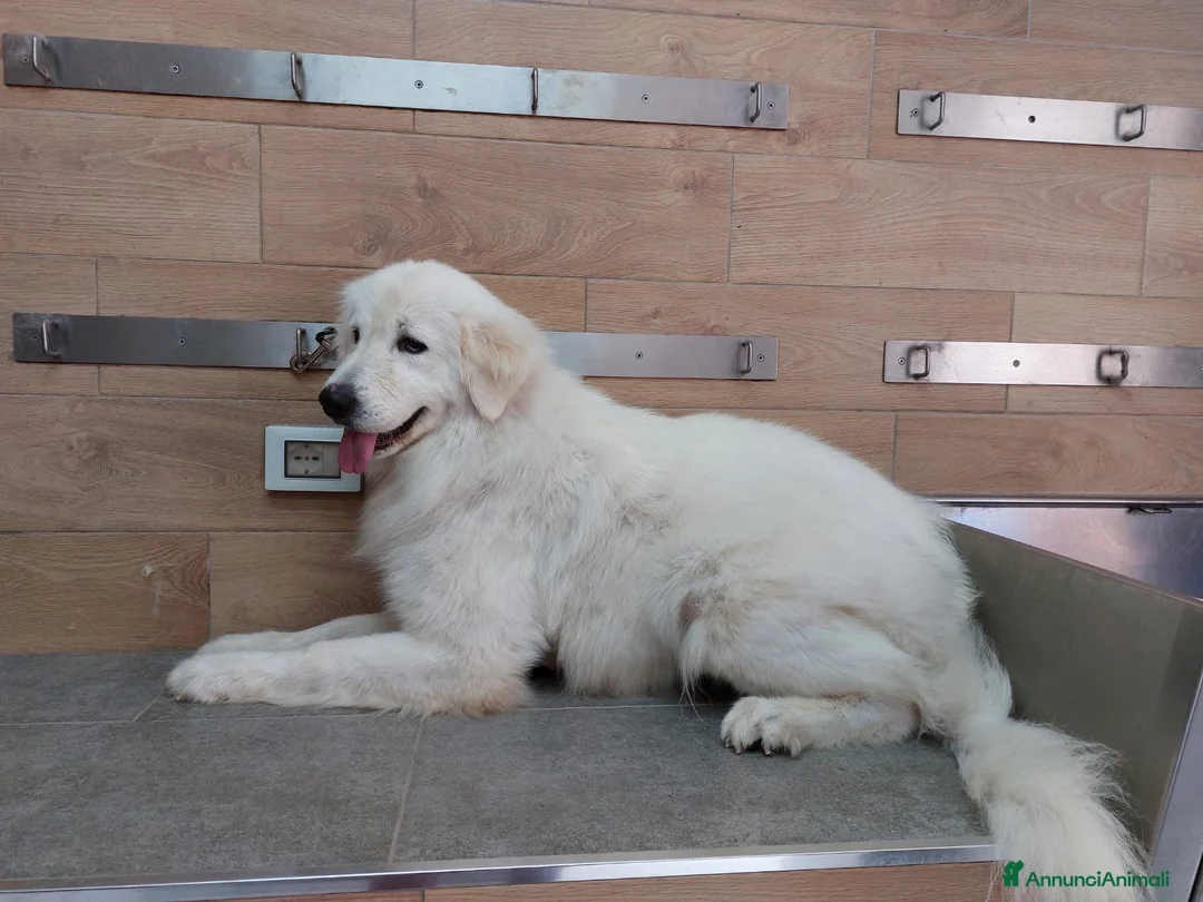 Pastore Abbruzzese Maremmano cani in vendita: Femminuccia di Maremmano Abruzzese con pedigree a Provincia di Grosseto - Annuncio 4