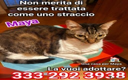 Europeo gatti in regalo: 🥺🙏🏻💔NON ABBANDONIAMO LA💔🙏🏻🥺 - Immagine 1