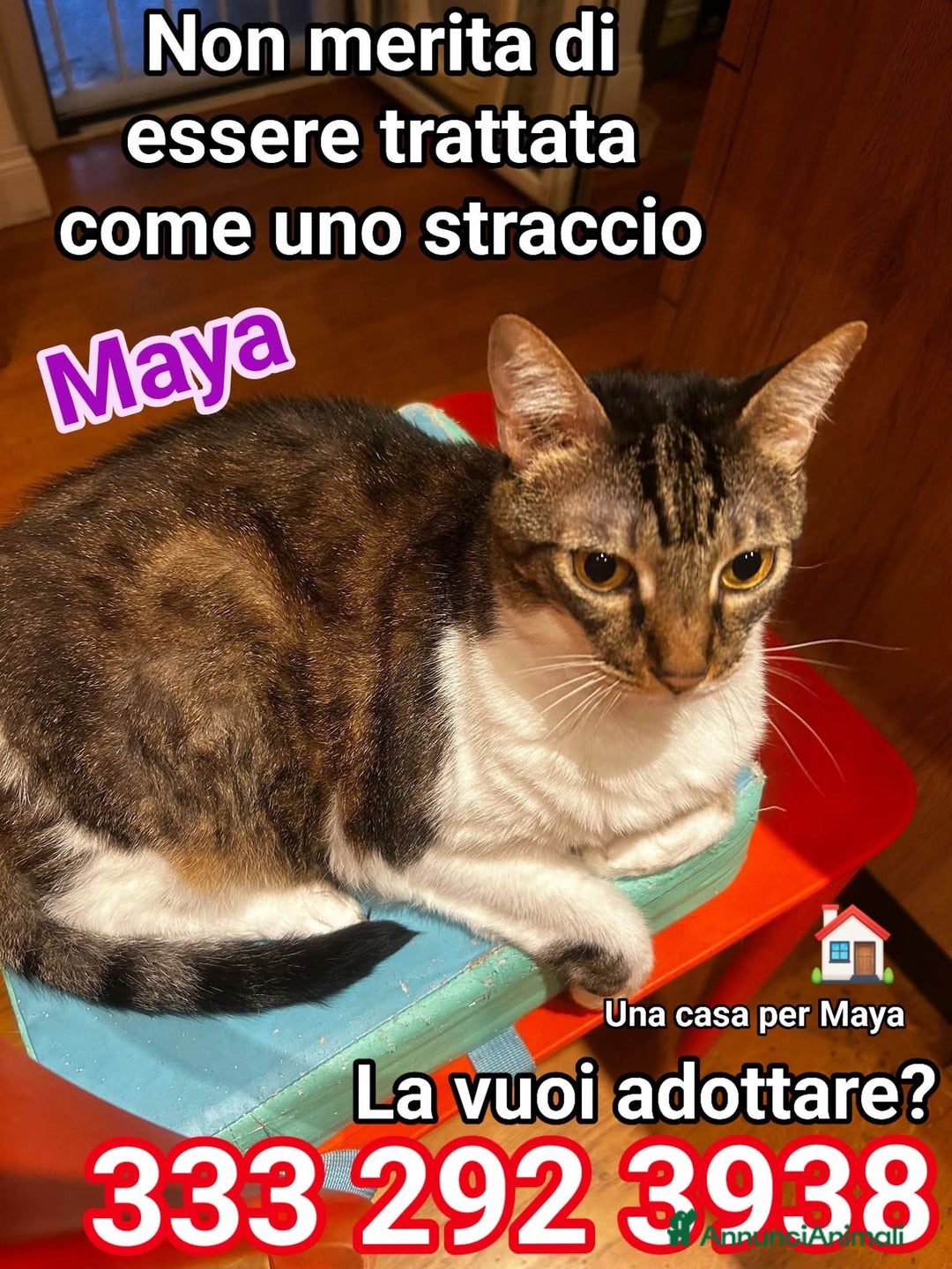 Europeo gatti in regalo: 🥺🙏🏻💔NON ABBANDONIAMO LA💔🙏🏻🥺 - Immagine 1
