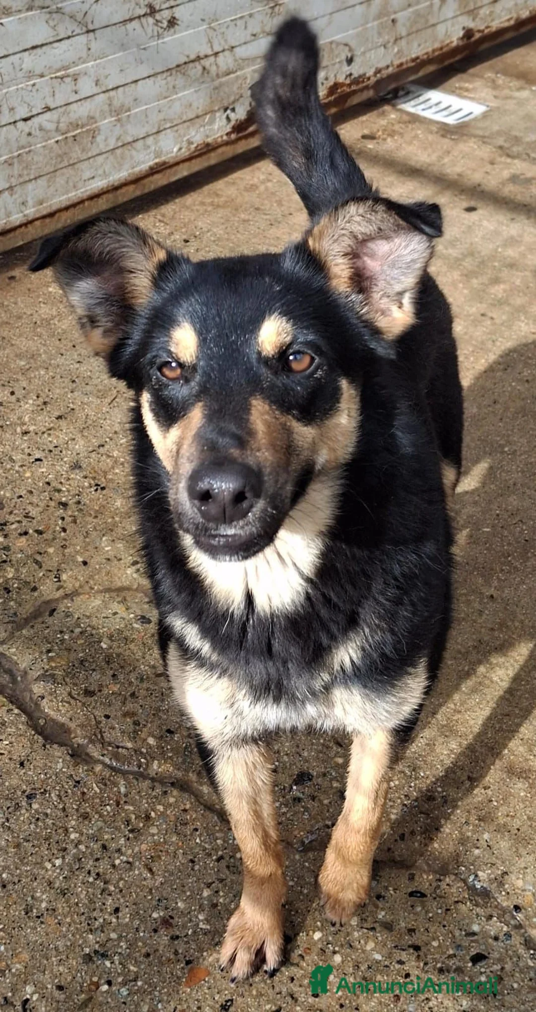 Meticcio cani in regalo: ADA 🩷 - taglia media. Perché nessuno chiama? 😢 - Annuncio 5