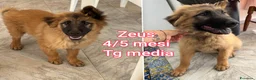 Meticcio cani in regalo: TROPPI CUCCIOLI SOLI IN RIFUGIO  a Provincia di Verona - Annuncio 5