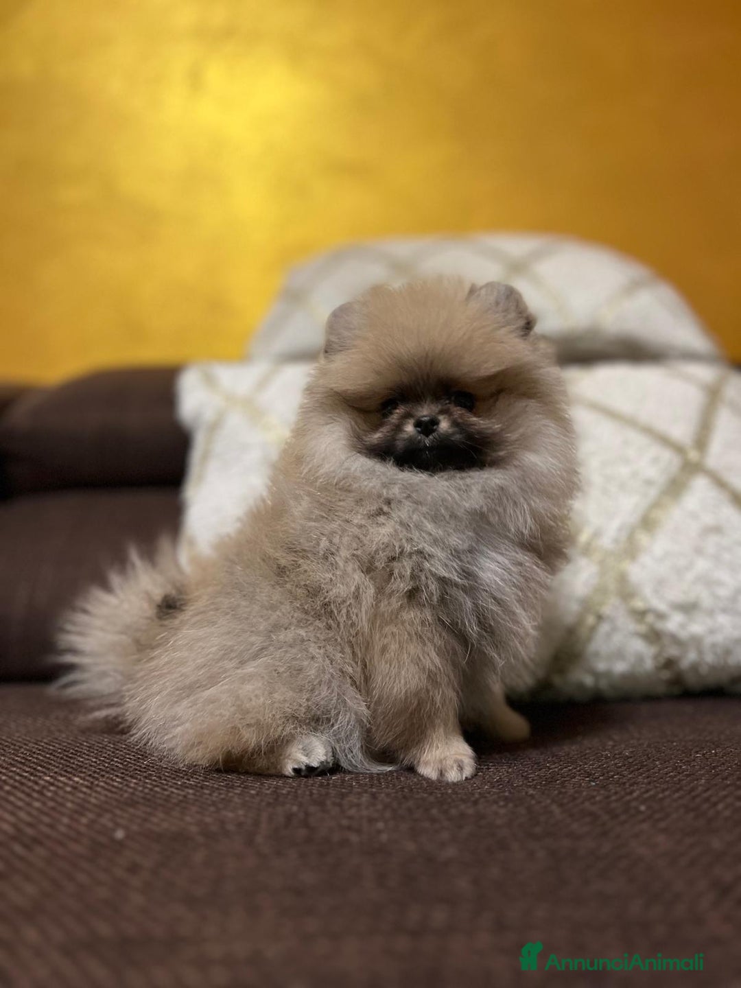 Volpino Pomerania cani in vendita: CUCCIOLA DI POMERANIA CON PEDIGREE - Annuncio 5