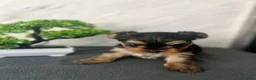 Yorkshire cani in vendita: Adorabili cuccioli di Yorkshire Terrier a Provincia di Verona - Annuncio 14