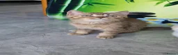 Scottish gatti in vendita: Scottish Straight  - Annuncio 3