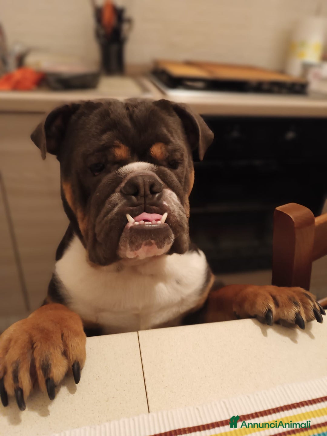 Meticcio cani in vendita: bulldog inglese senza pedigree - Annuncio 5