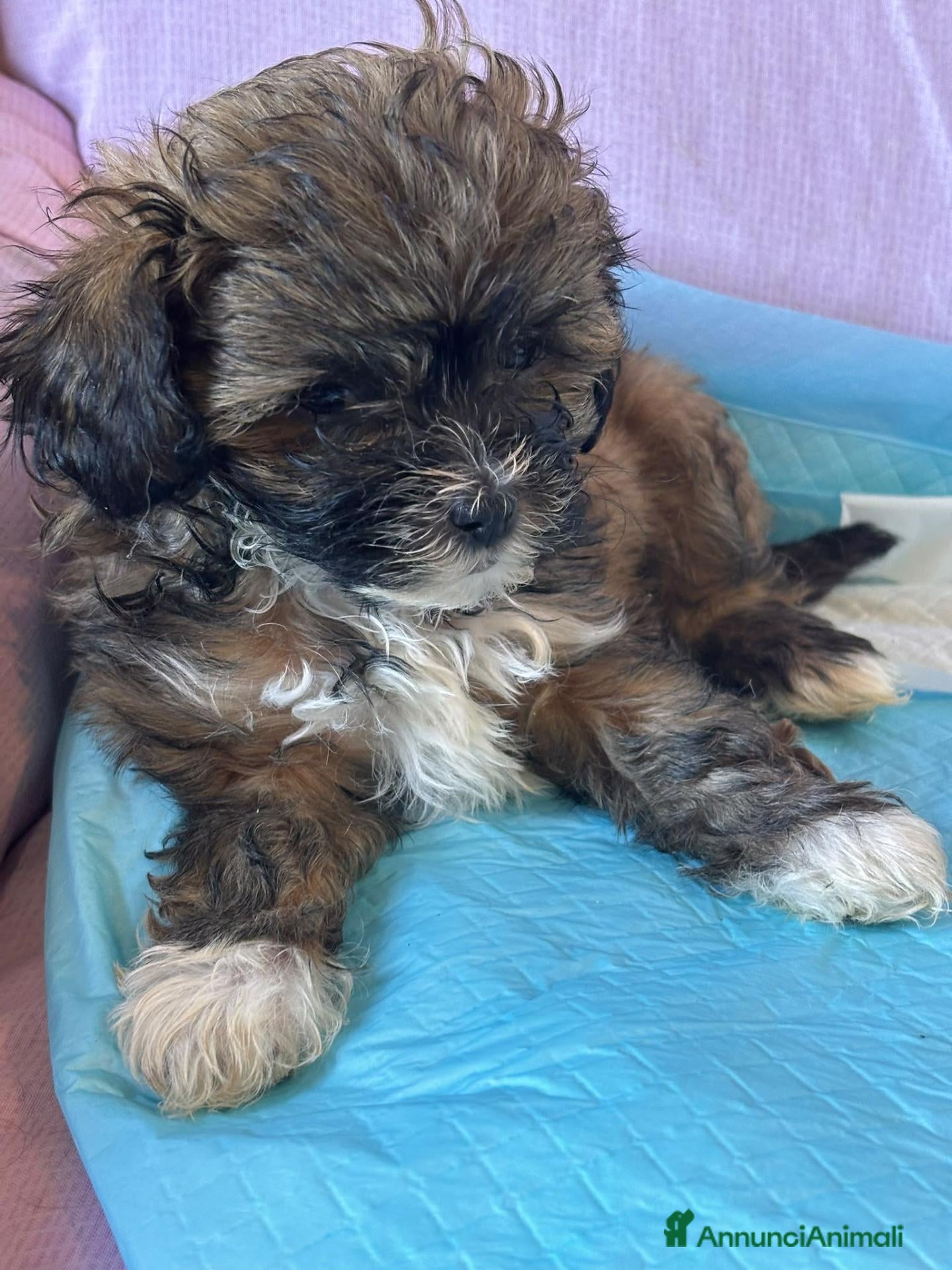 Shihpoo cani in vendita: Cuccioli di shih-poo - Annuncio 1