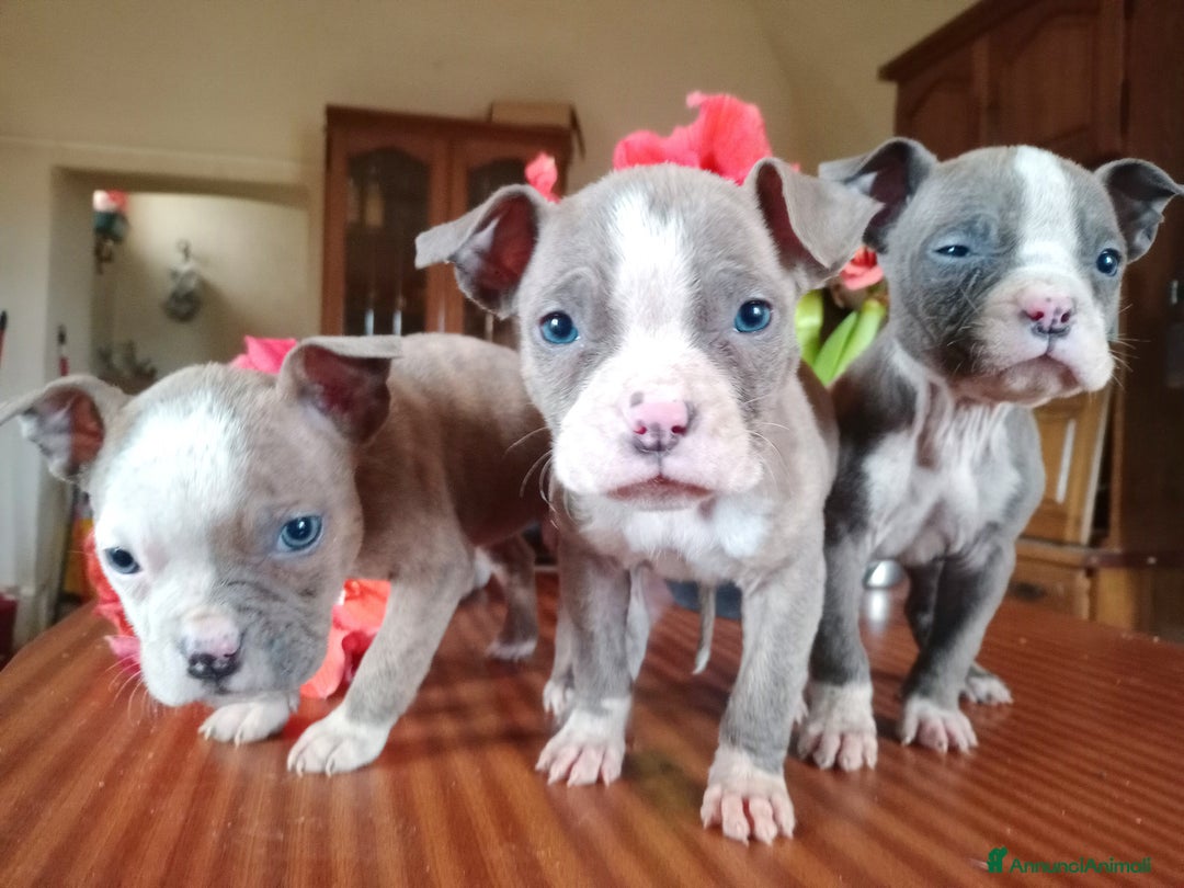 American Bully cani in vendita: American Bully, genitori addestrati da pet terapy  - Annuncio 10