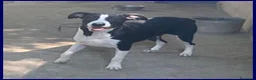 Meticcio cani in regalo: KLIZIA allegra e simpaticissima - Annuncio 5