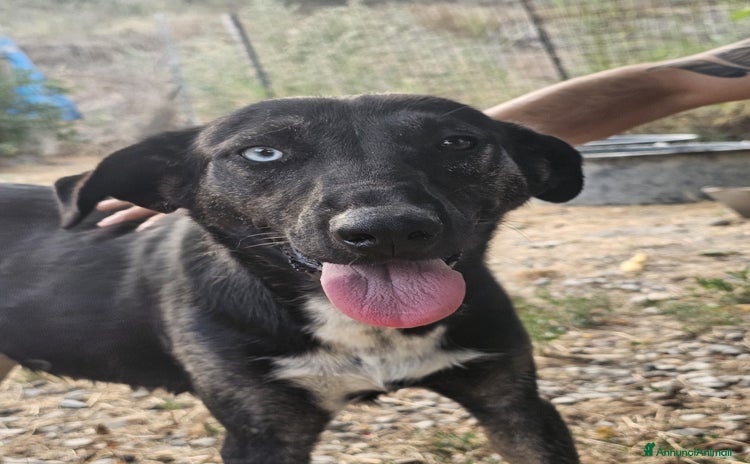 Meticcio cani - Annuncio 15