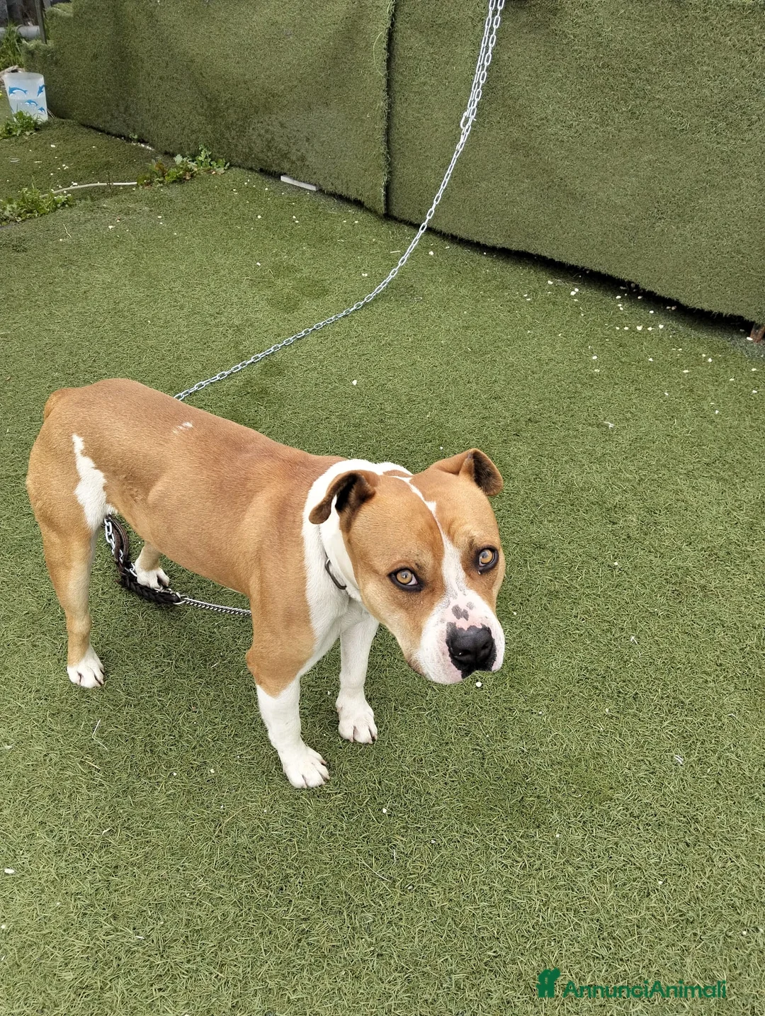 Meticcio cani in regalo: Cagnolino cerca urgente adozione  - Annuncio 6