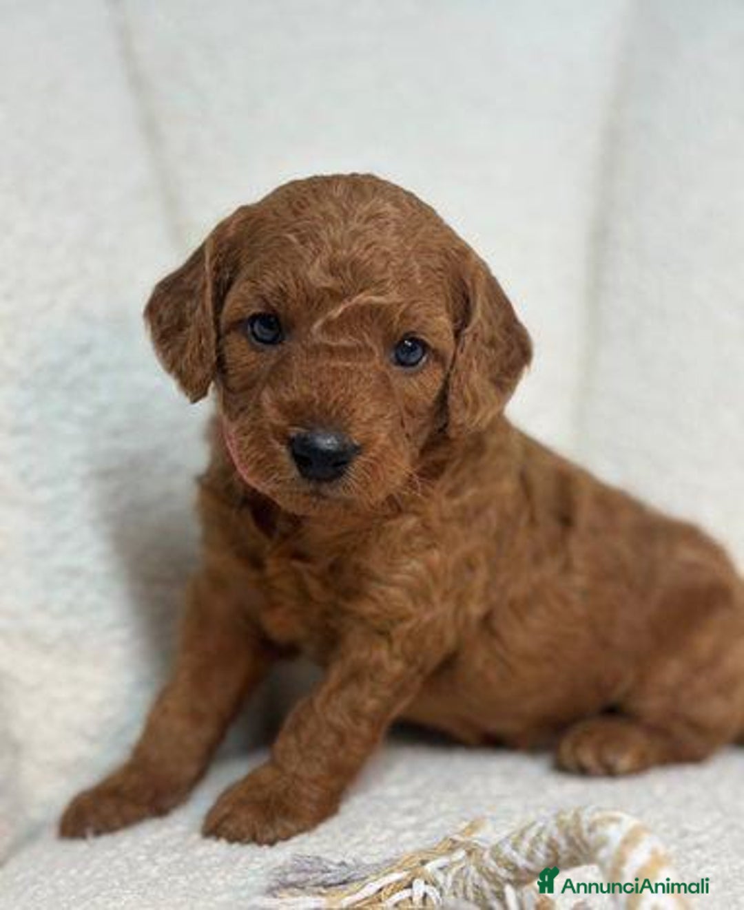 Meticcio cani in vendita: Cuccioli di Mini Goldendoodle F1BB - Annuncio 10