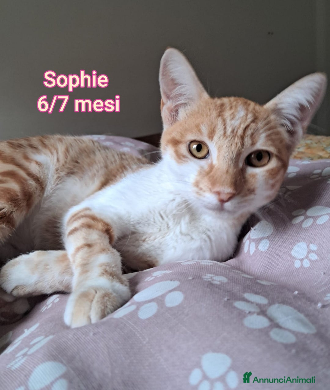 Meticcio gatti in regalo: MICINI: SIAMO AL COLLASSO  - Annuncio 3