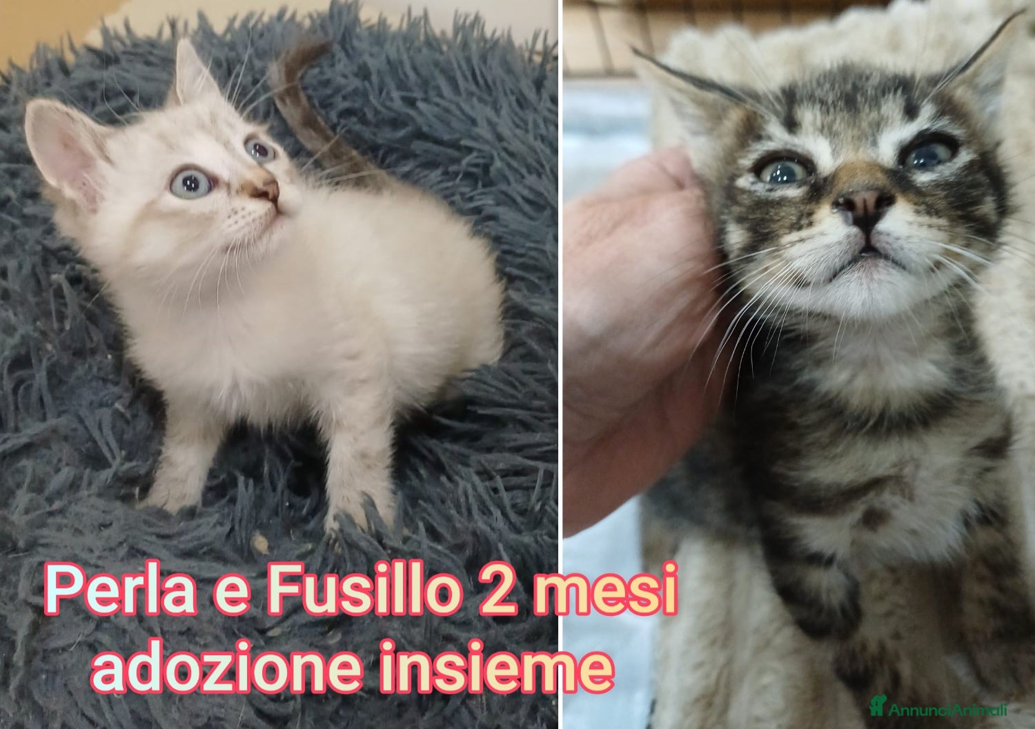 Altre razze gatti MICINI ABBANDONATI: EMERGENZA  - Annuncio 2