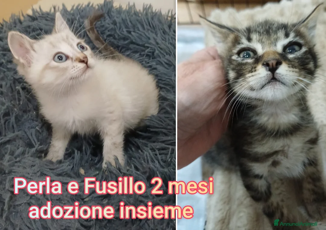 Altre razze gatti in regalo: MICINI ABBANDONATI: EMERGENZA  a Città metropolitana di Milano - Annuncio 1