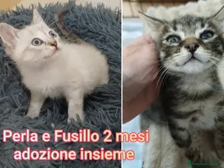 Altre razze gatti MICINI ABBANDONATI: EMERGENZA - Annuncio 2