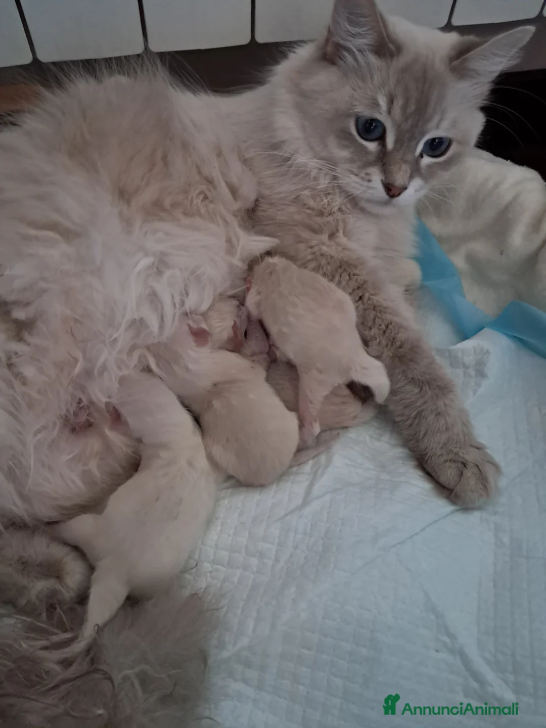 Siberiano gatti in vendita: Cucciola simil siberiana neva  - Annuncio 5