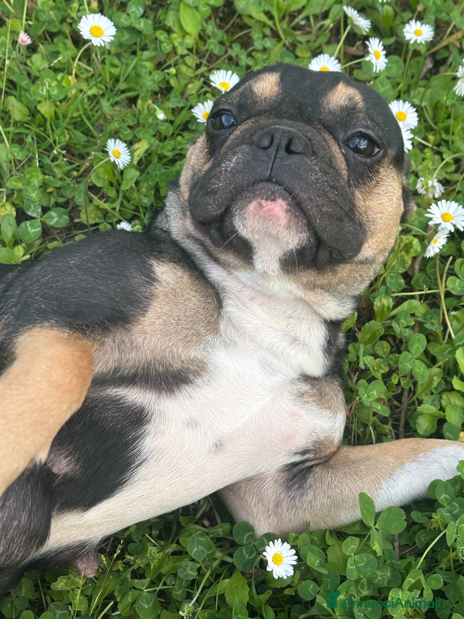 Bulldog Francese cani Bulldog francese esotico  - Annuncio 4