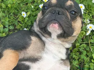 Bulldog Francese cani Bulldog francese esotico - Annuncio 4