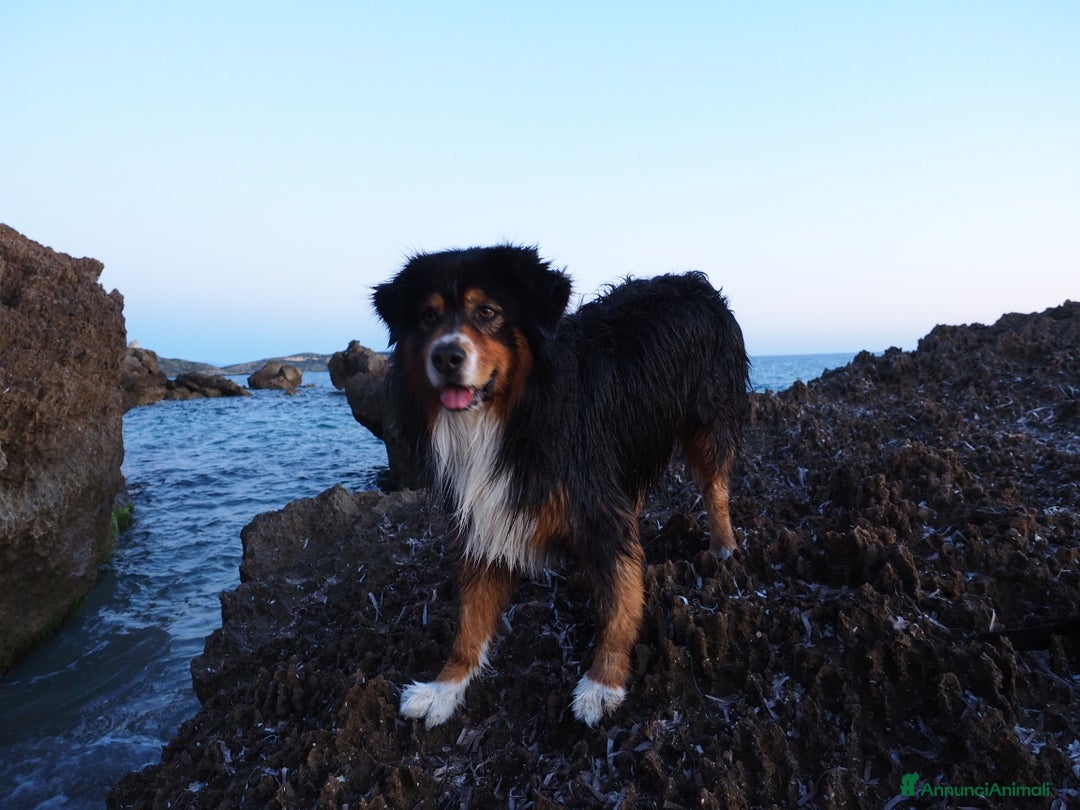 Australian Shepherd cani per accoppiamento: Australian Shepherd tricolore NBT cerca fidanzata  a Provincia di Asti - Annuncio 11