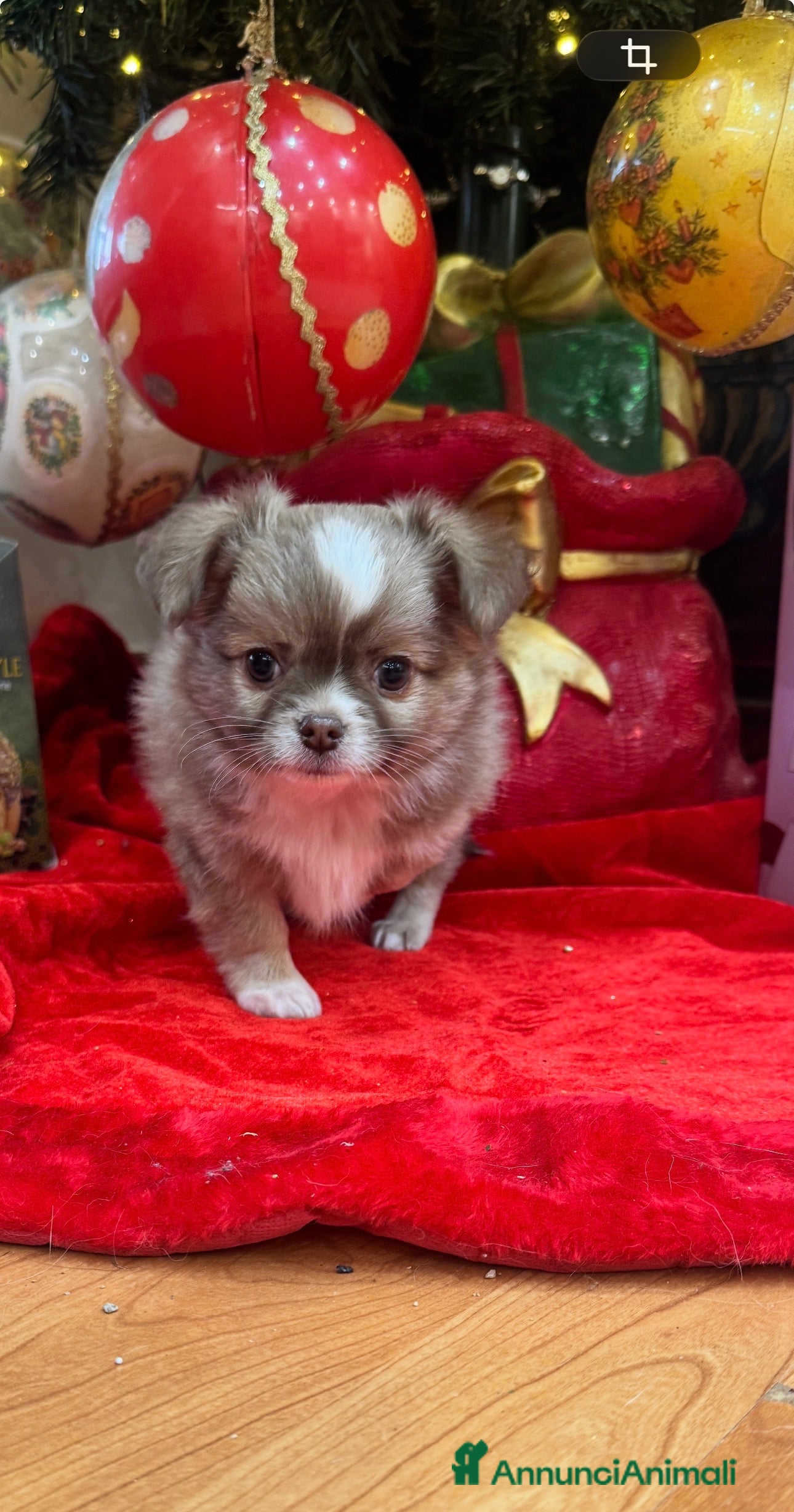 Chihuahua cani Cuccioli chihuahua pelo lungo - Annuncio 2