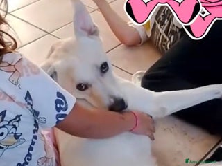 Meticcio cani Fiocco il cucciolone che adora i bimbi - Annuncio 32