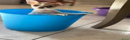 Chihuahua cani in vendita: chiuhuahua mini toy a Libero consorzio comunale di Caltanissetta - Annuncio 1