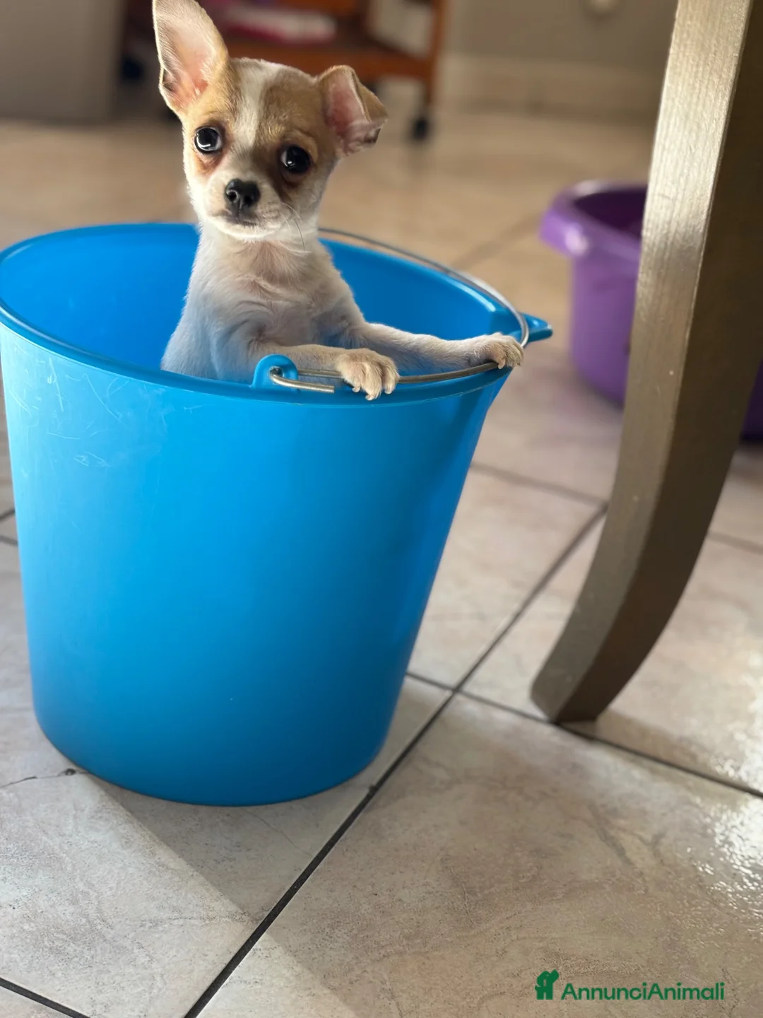 Chihuahua cani in vendita: chiuhuahua mini toy a Libero consorzio comunale di Caltanissetta - Annuncio 1