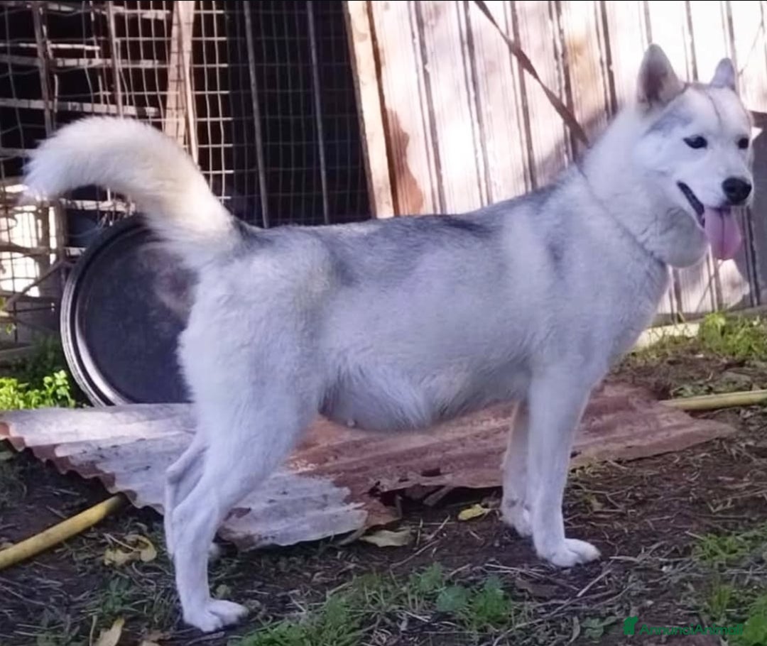 Husky cani in vendita: Cuccioli di Siberian Husky  - Annuncio 6