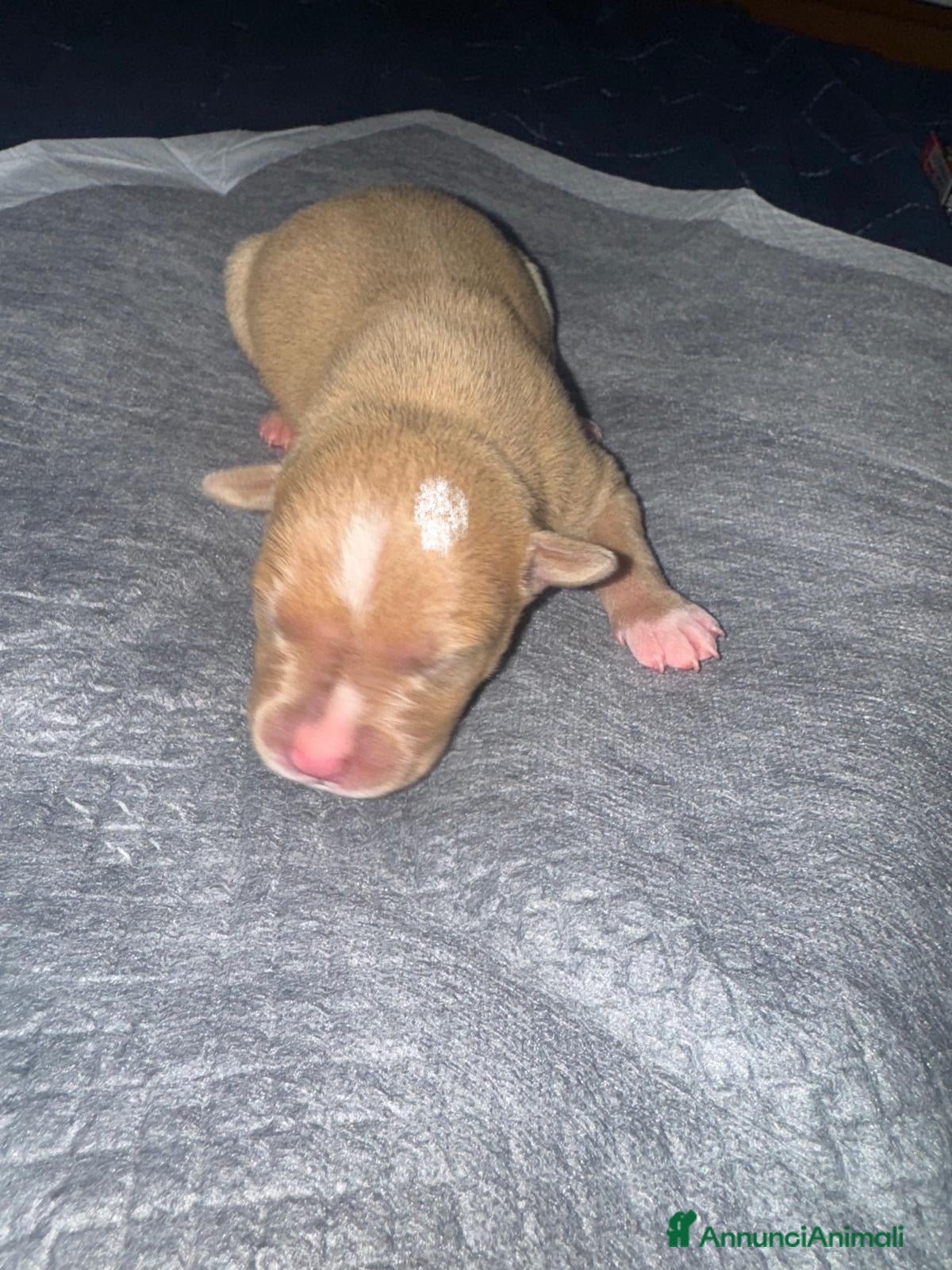 Pitbull cani American pitbull terrier red mouse  - Annuncio 8