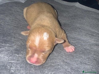 Pitbull cani American pitbull terrier red mouse - Annuncio 7