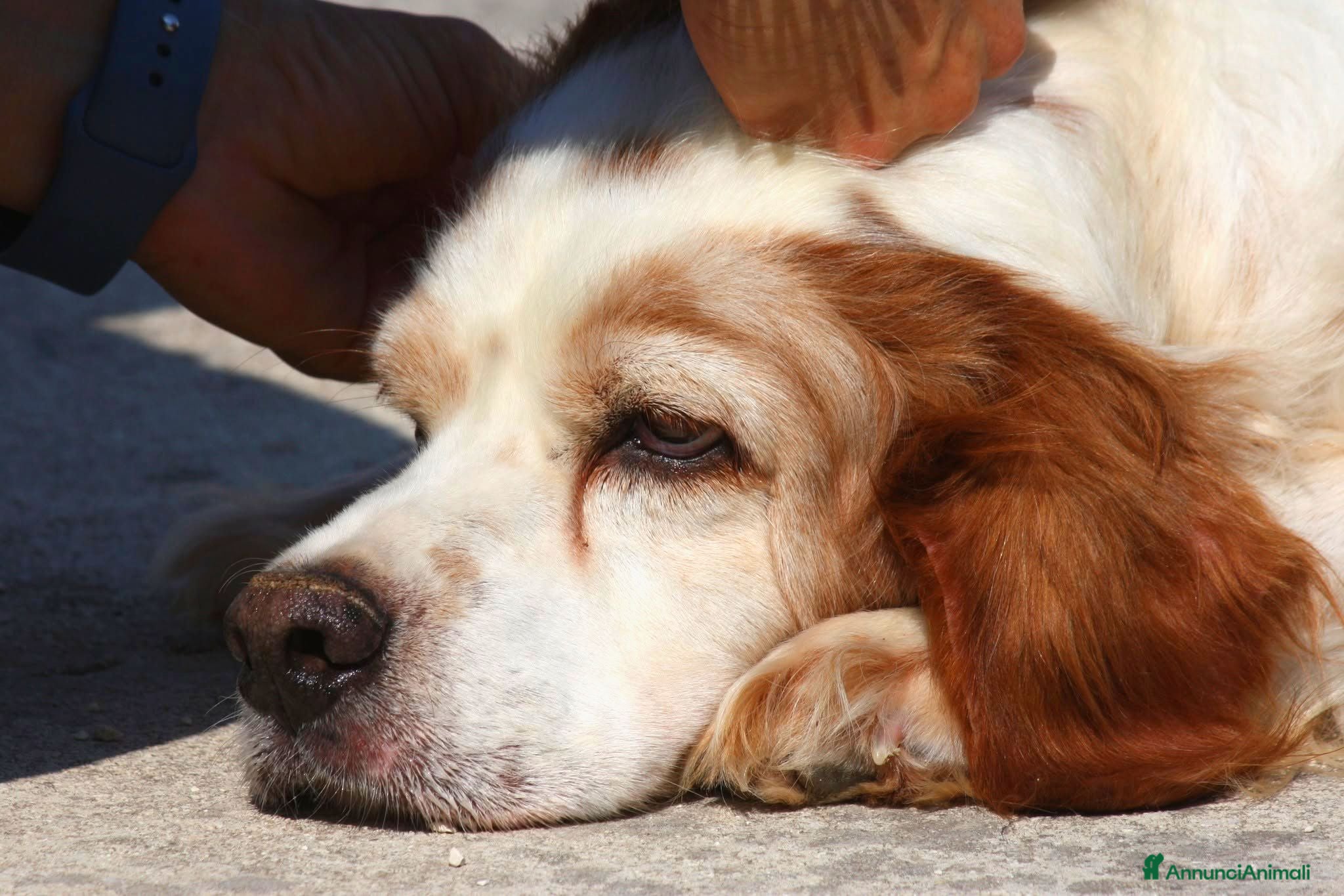 Breton cani in regalo: Bret aspetta una famiglia dal cuore grande!! - Annuncio 1