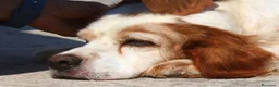 Breton cani in regalo: Bret aspetta una famiglia dal cuore grande!! - Annuncio 1