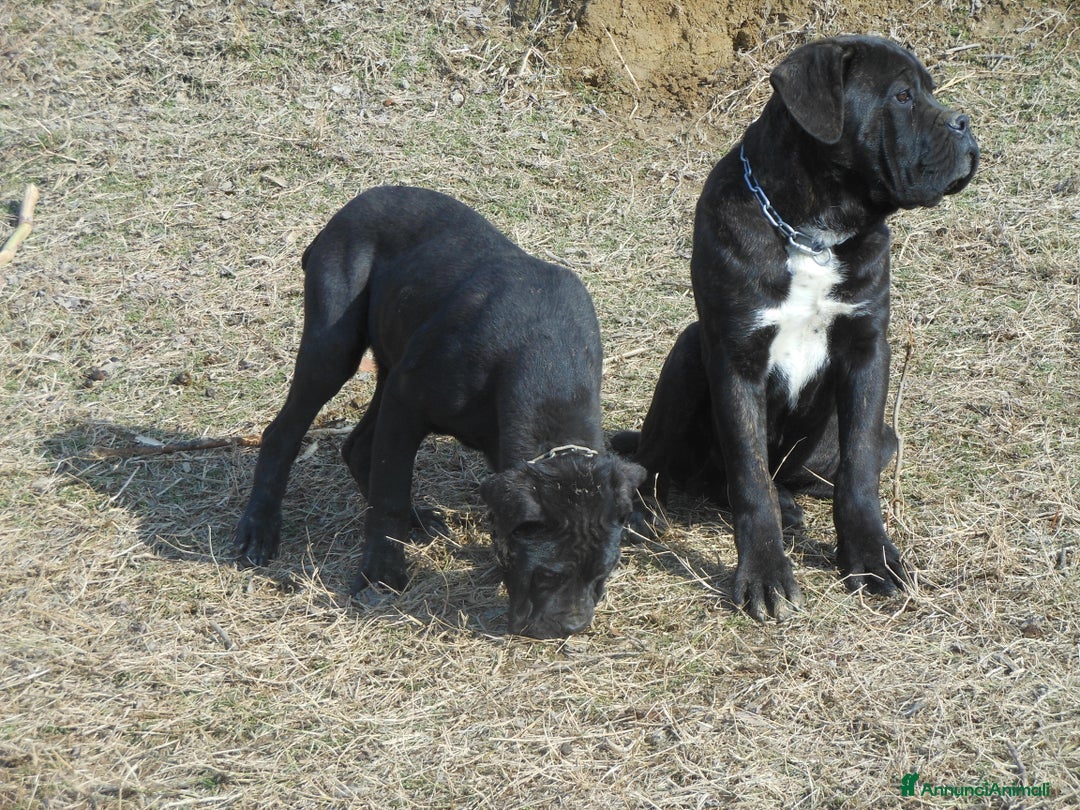 Cane Corso cani in vendita: spettacolari cuccioli di cane corso a Provincia di Cuneo - Immagine 11