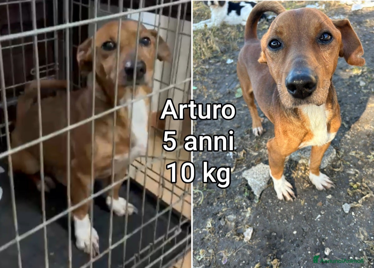 Meticcio cani CANI TAGLIA PICCOLA E CONTENUTA  - Annuncio 1