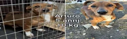 Meticcio cani in regalo: CANI TAGLIA PICCOLA E CONTENUTA  a Provincia di Pistoia - Annuncio 1