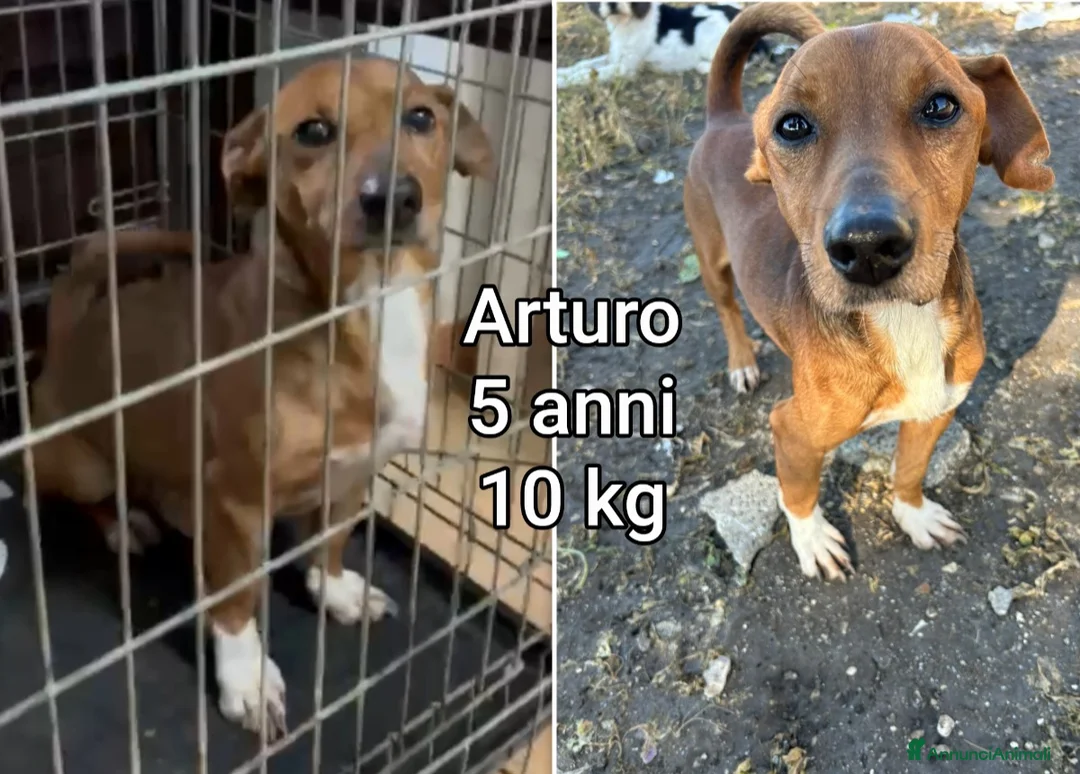 Meticcio cani in regalo: CANI TAGLIA PICCOLA E CONTENUTA  a Provincia di Pistoia - Annuncio 1