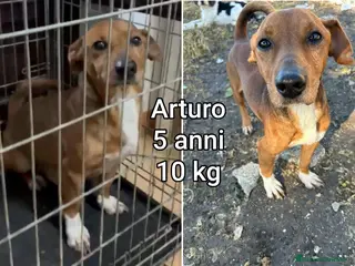 Meticcio cani CANI TAGLIA PICCOLA E CONTENUTA - Annuncio 1
