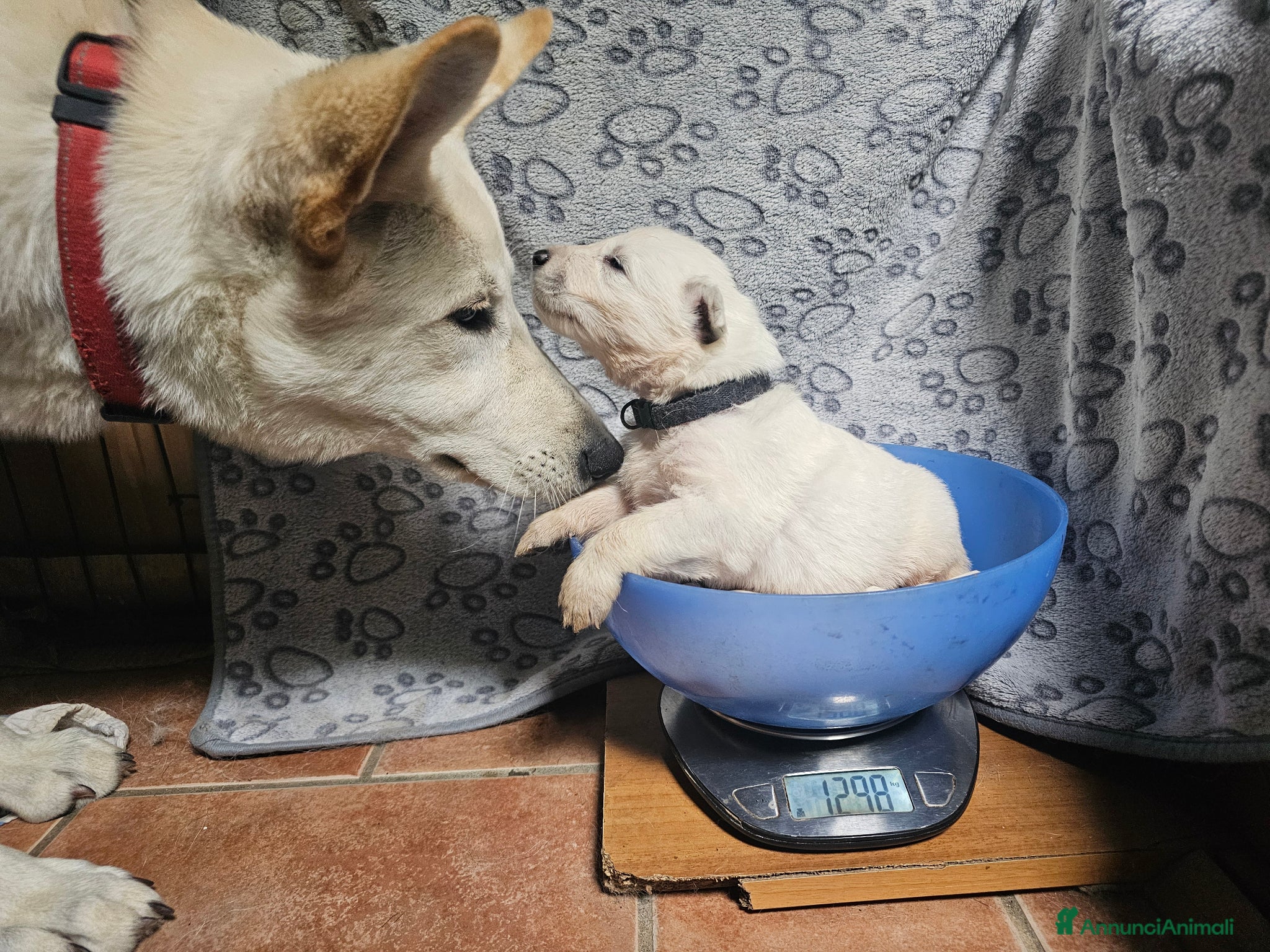 Pastore Svizzero cani cuccioli pastore svizzero a pelo lungo e corto - Annuncio 2