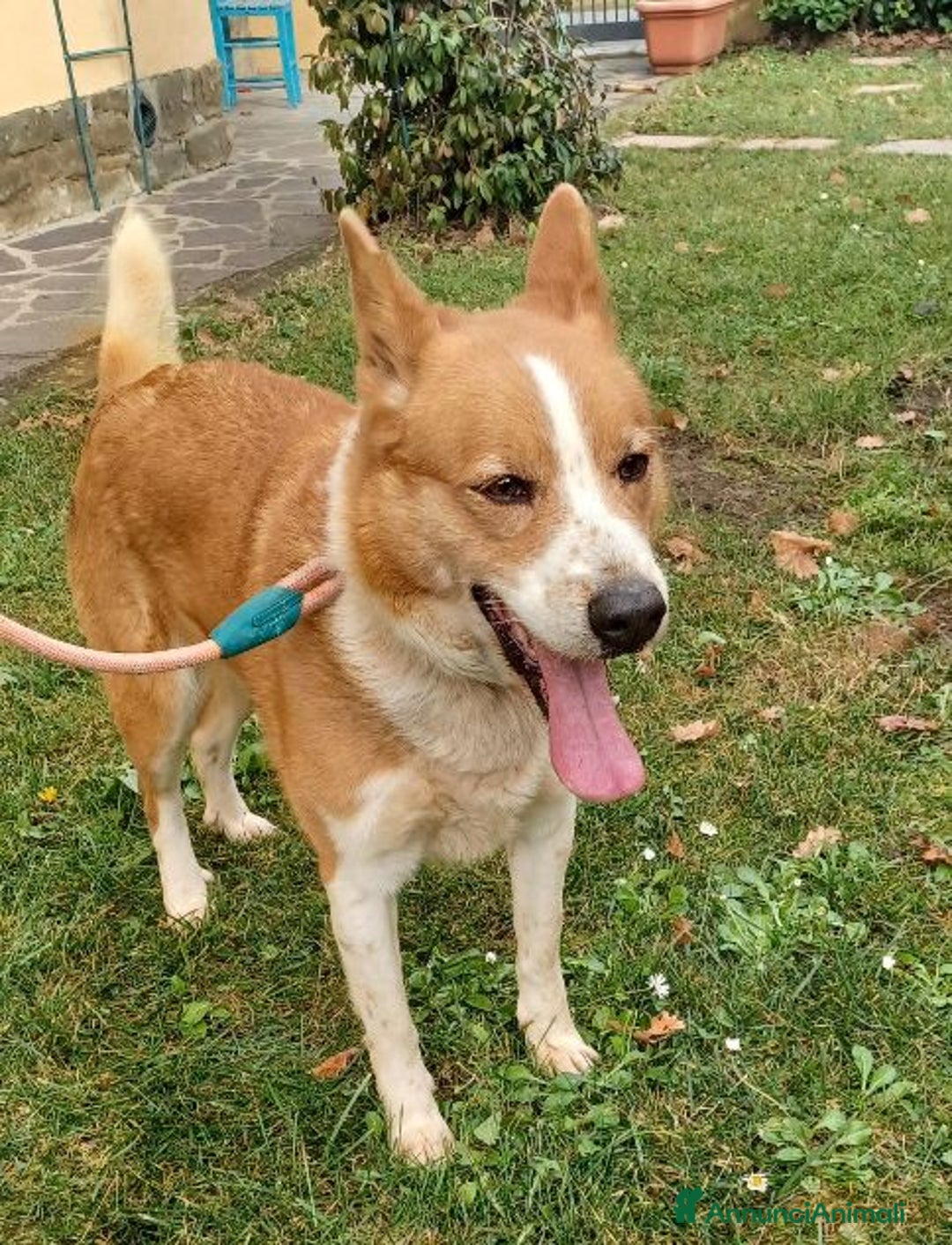 Altre razze cani in regalo: CANNELLA meravigliosa creatura - Annuncio 3