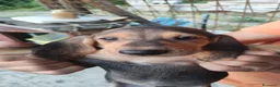 Segugio cani in vendita: Segugio Italiano - Annuncio 6