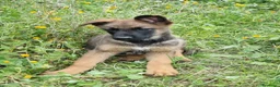 Pastore Belga cani in vendita: Cuccioli Pastore Belga Malinois Napoli Avellino a Città Metropolitana di Napoli - Annuncio 3